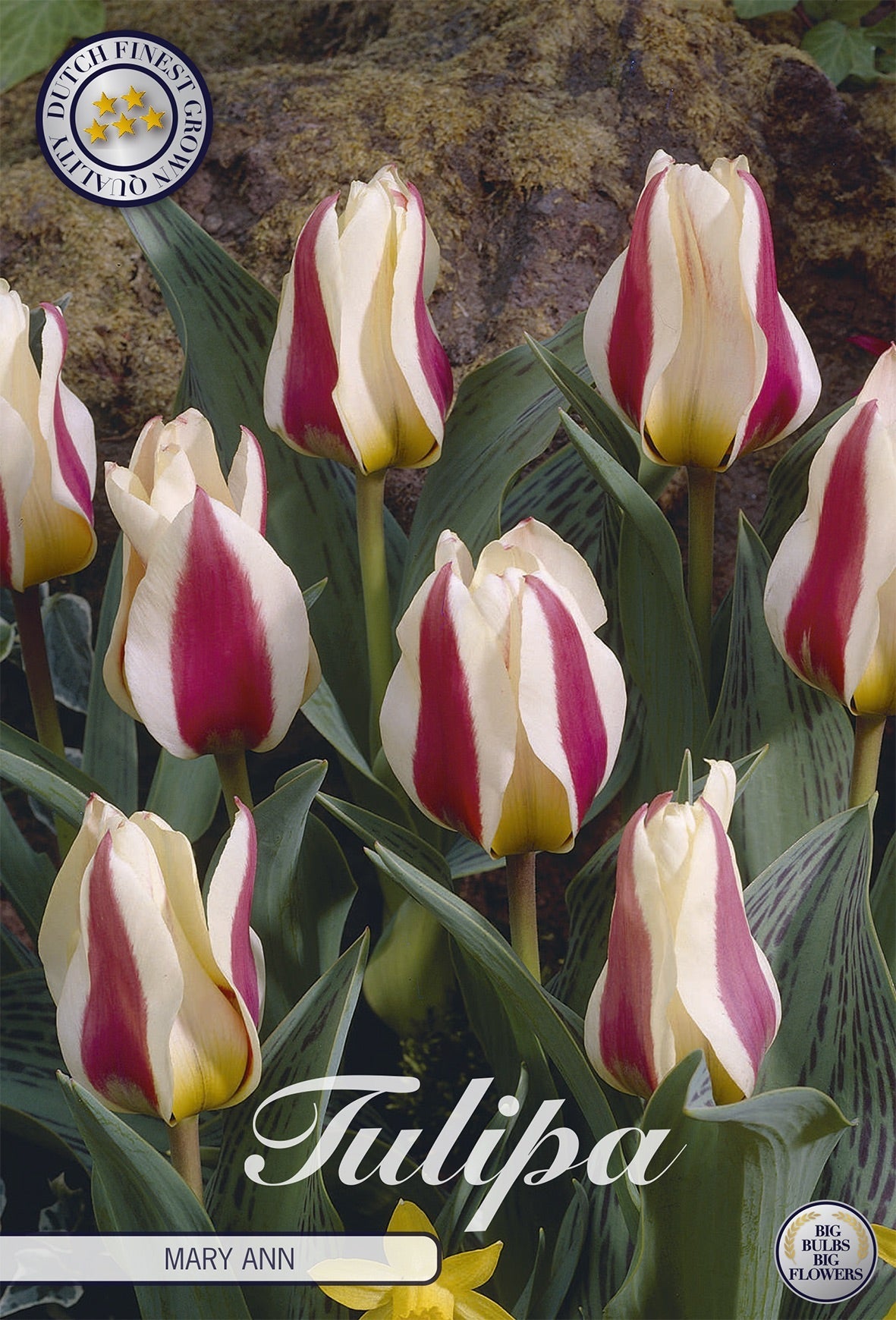 Tulipa Mary Ann