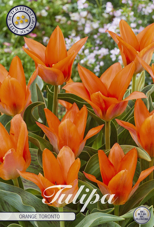 Tulipa Orange Toronto