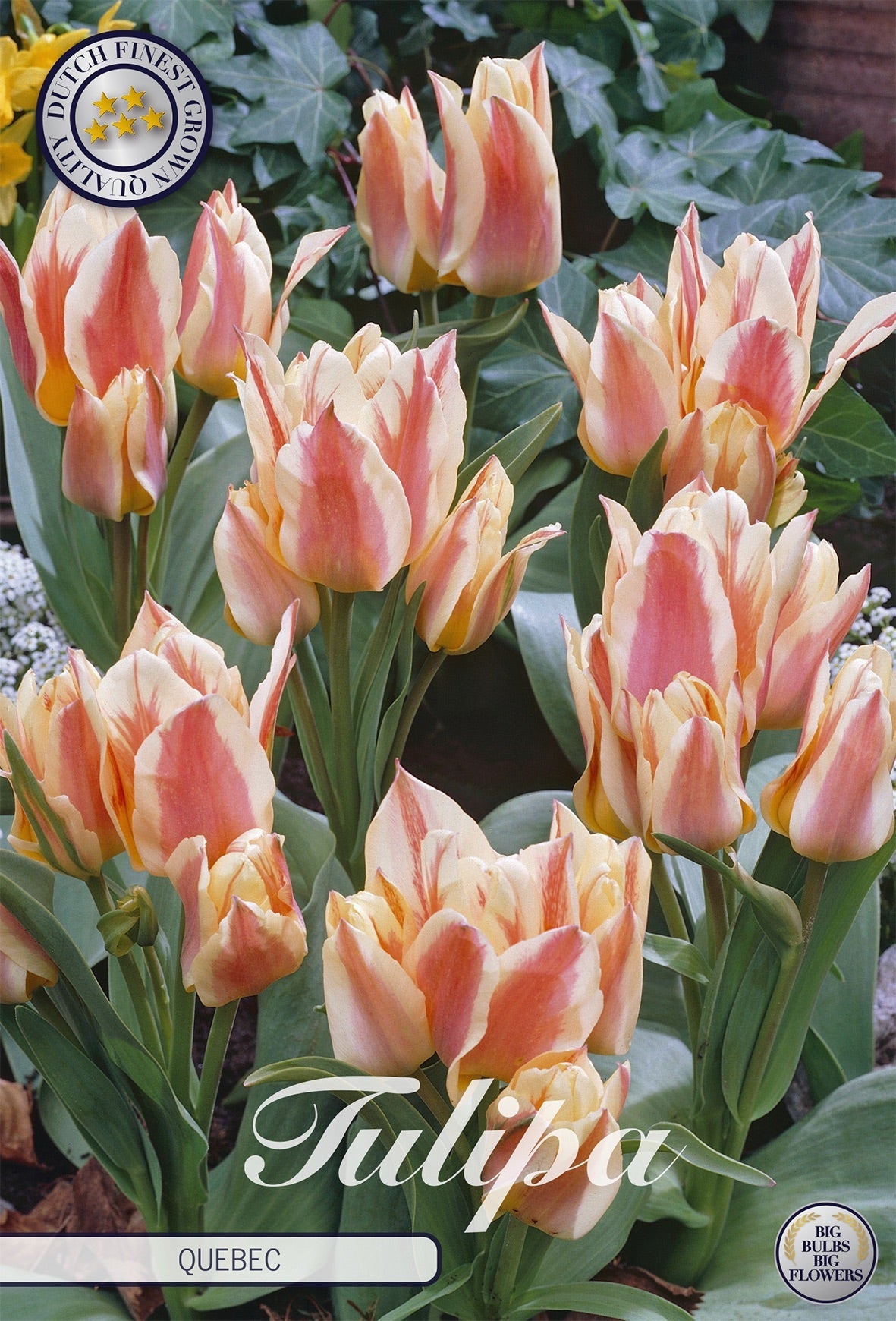 Tulipa Quebec