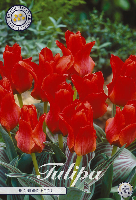 Tulipa Red Riding Hood