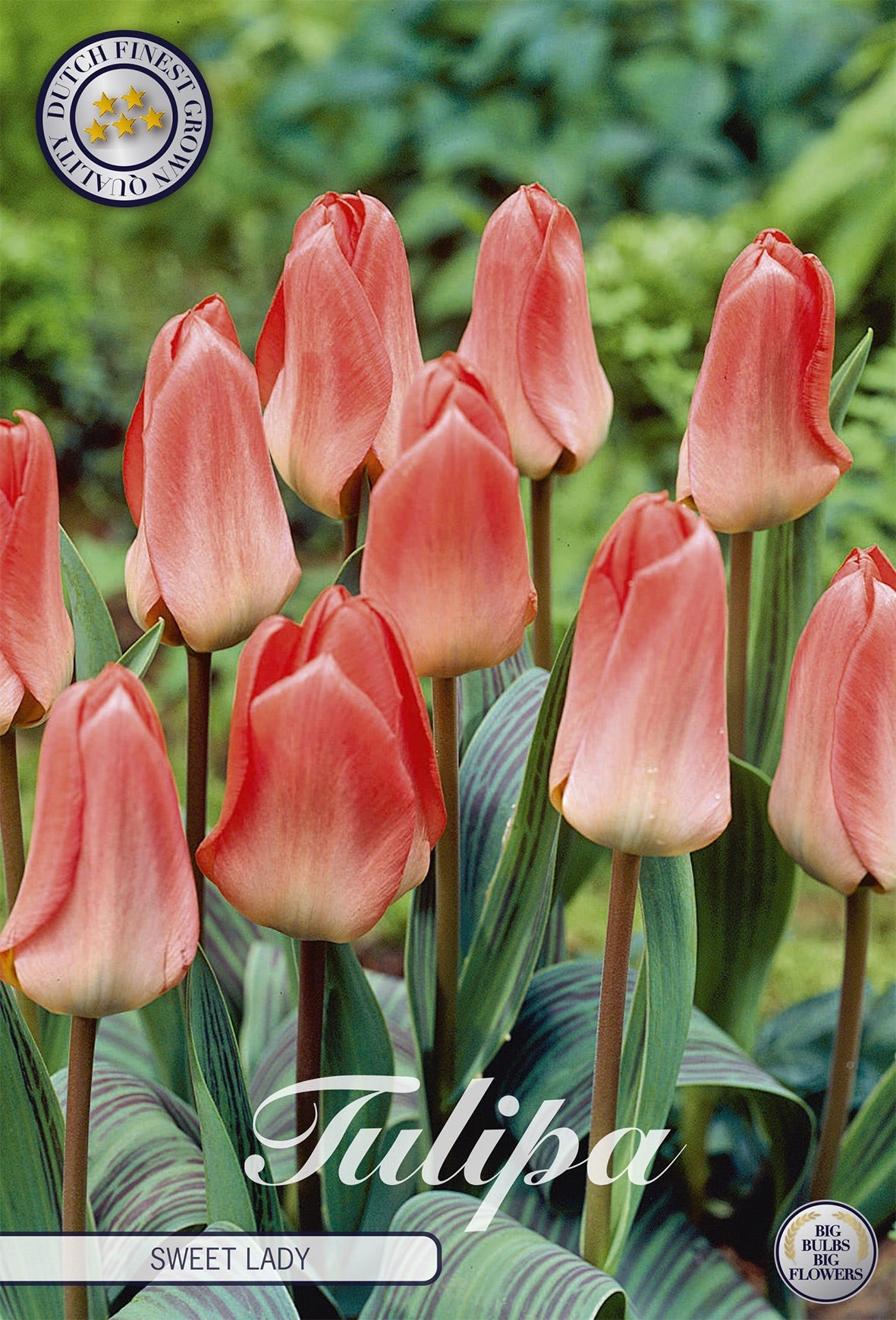 Tulipa Sweet Lady