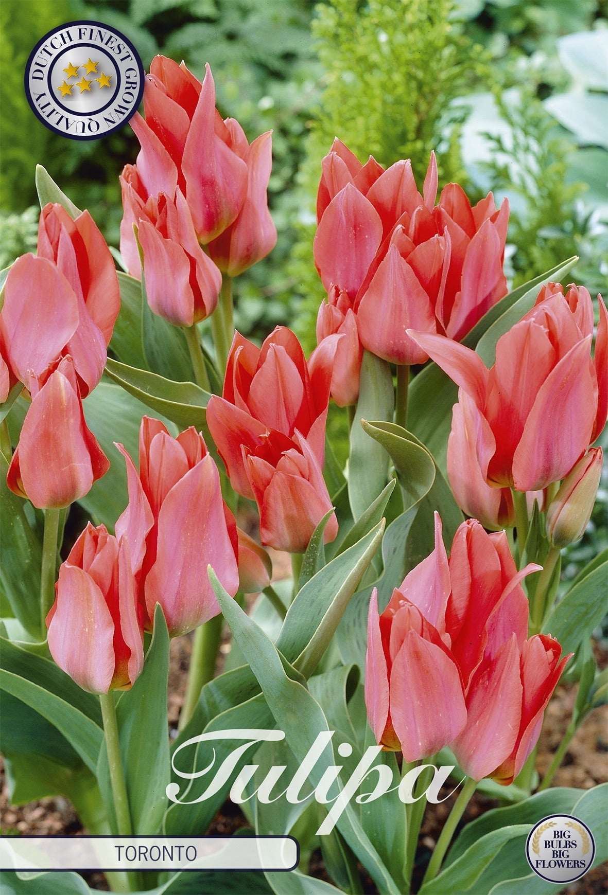 Tulipa Toronto