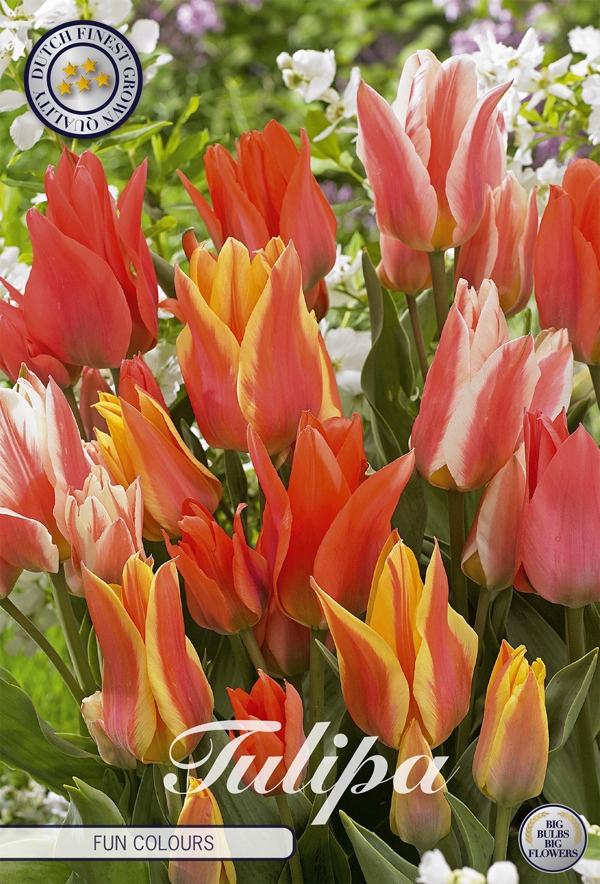 Tulipa Fun Colours