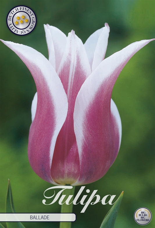 Tulipa Ballade
