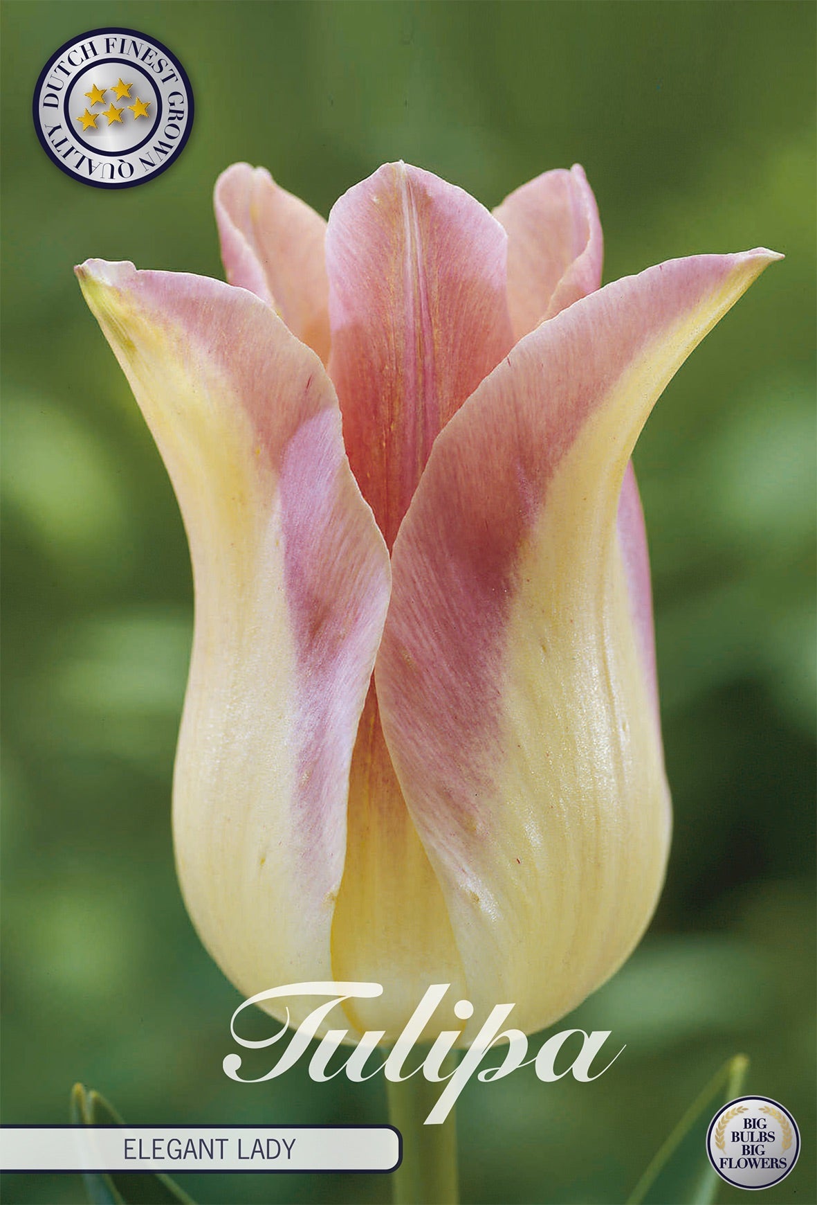Tulipa Elegant Lady