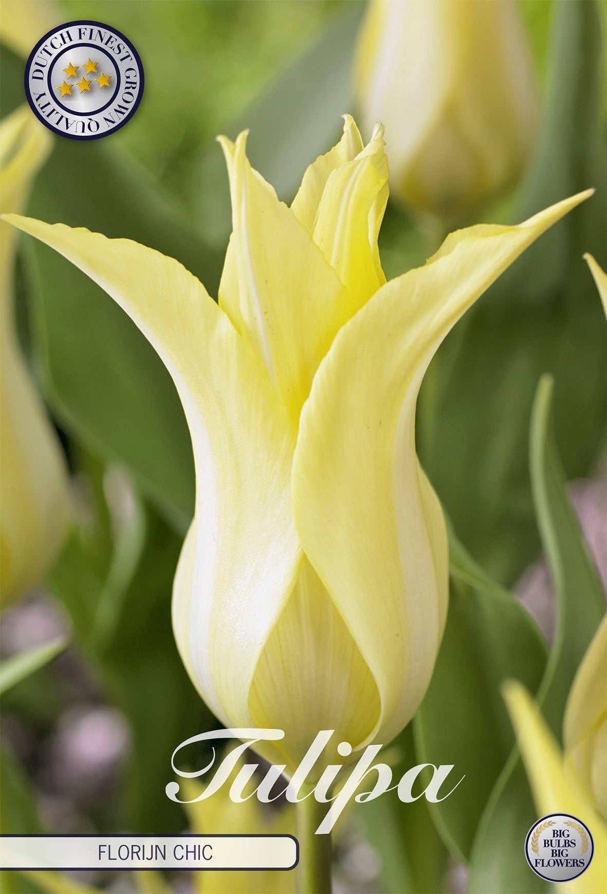 Tulipa Florijn Chic