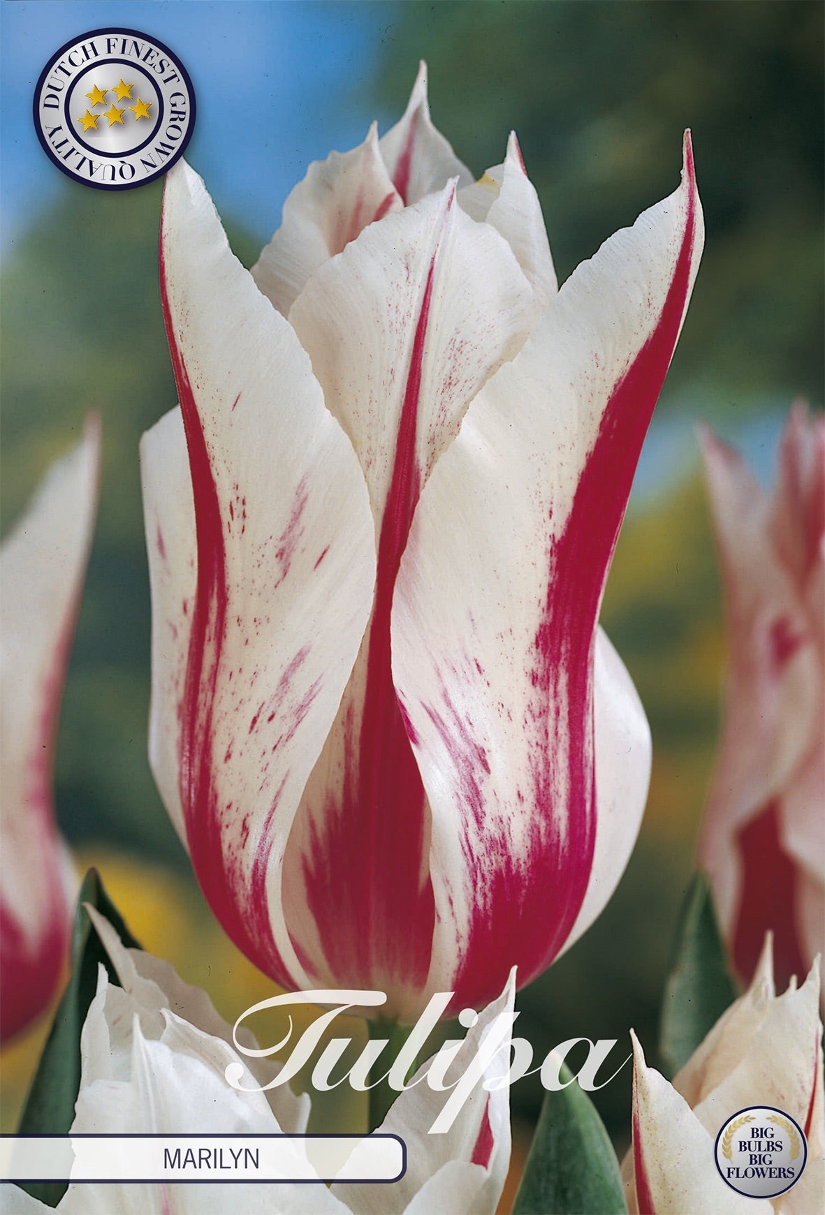 Tulipa Marilyn