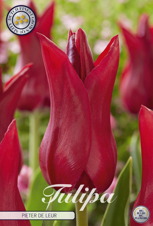 Tulipa Pieter de Leur