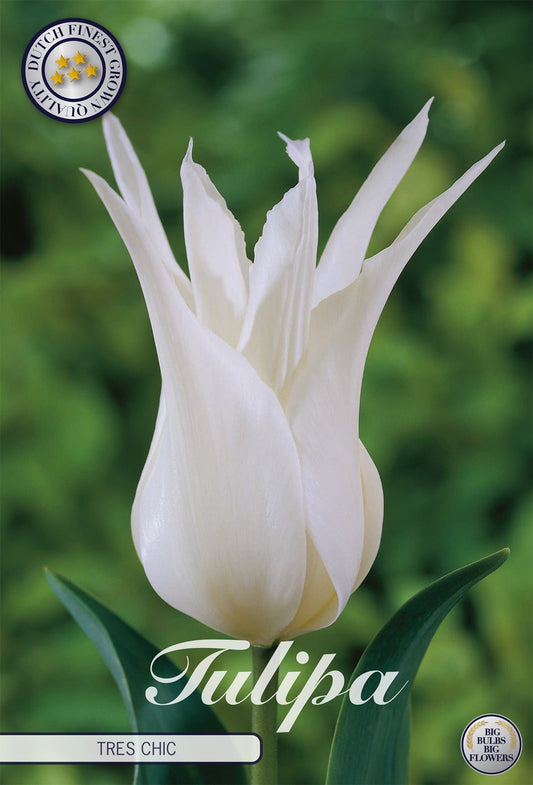 Tulipa Tres Chic