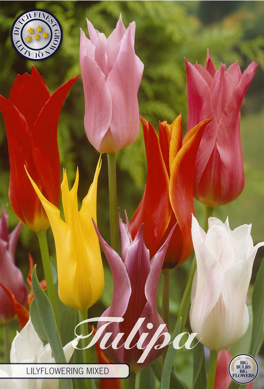 Tulipa Lilyflowering Mixed