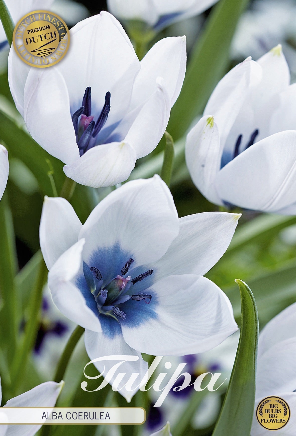 Tulipa Alba Coerulea