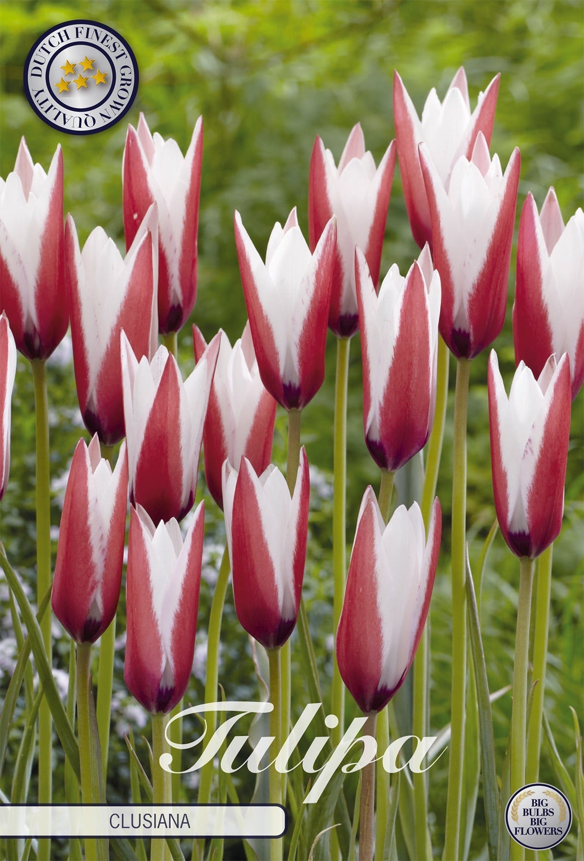 Tulipa Clusiana