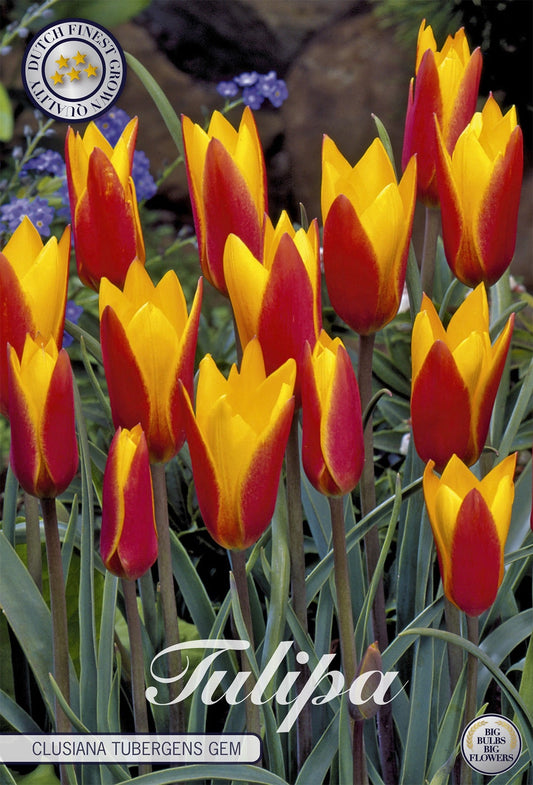 Tulipa Clusiana Tubergens Gem
