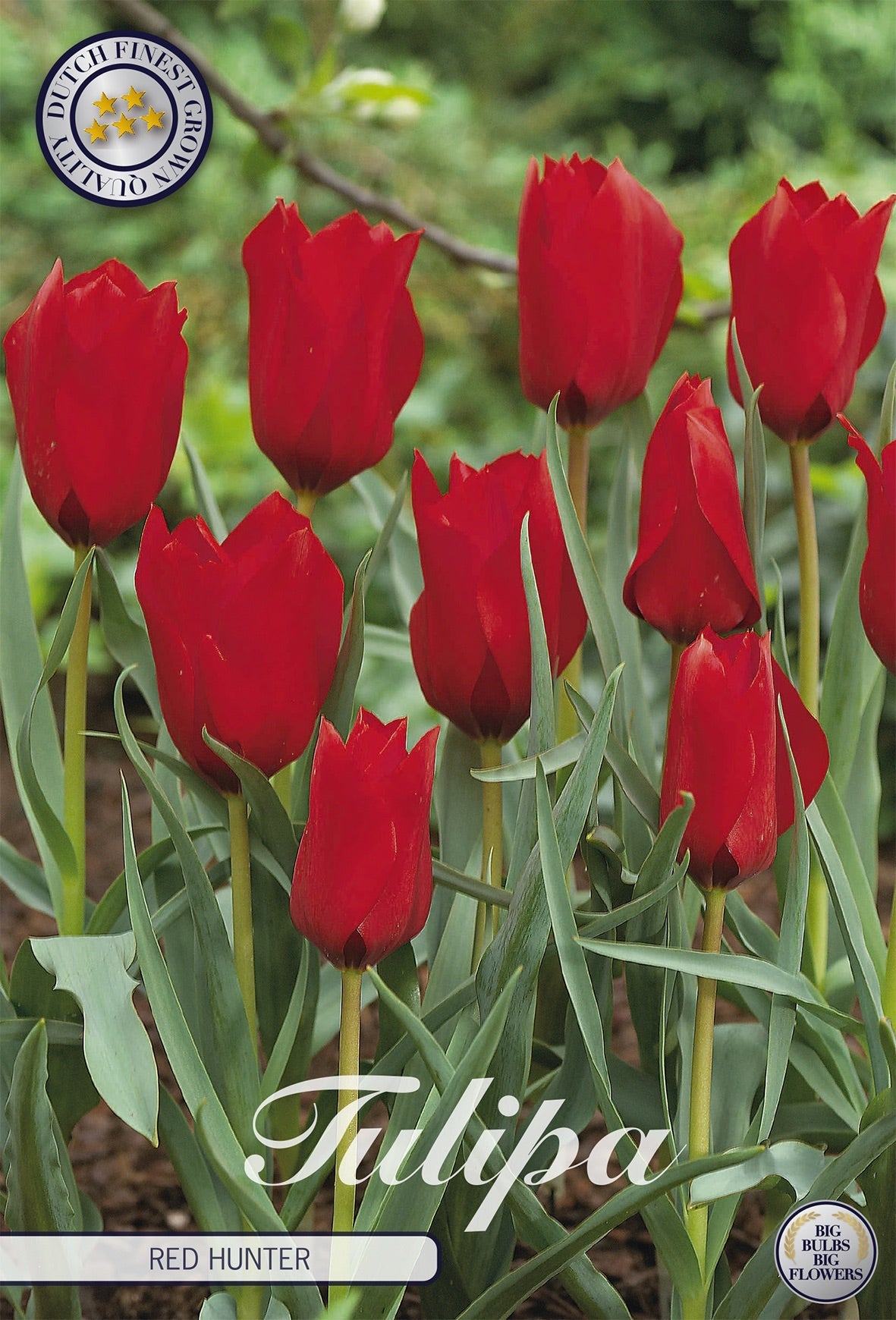 Tulipa Red Hunter