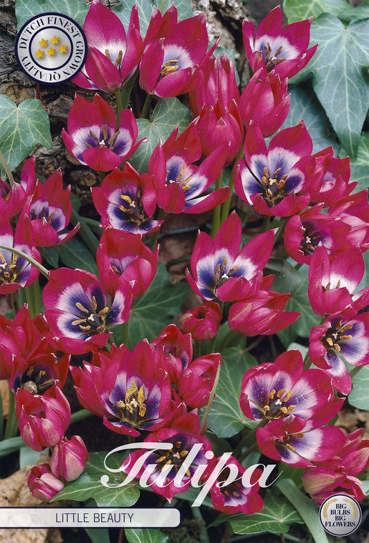 Tulipa Little Beauty