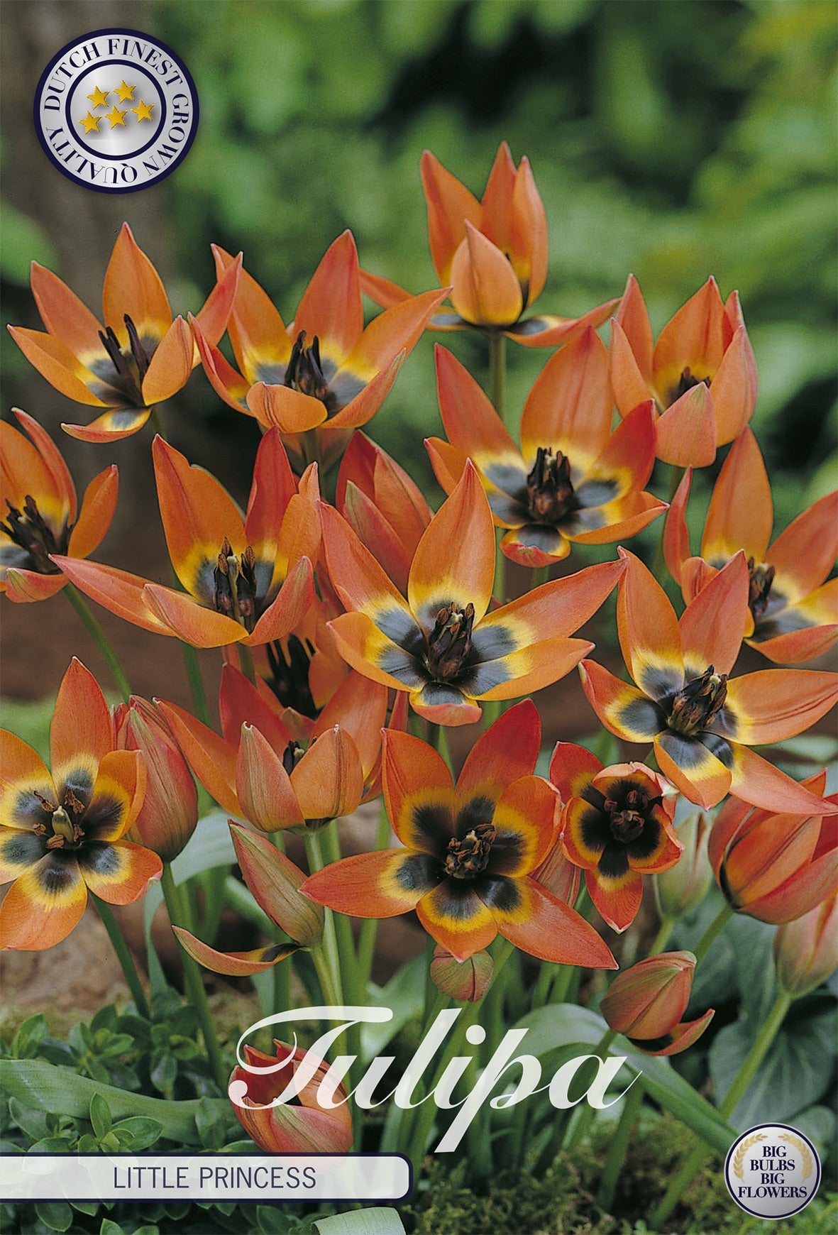 Tulipa Little Princess