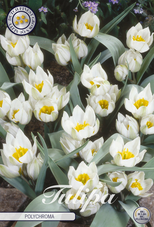 Tulipa Polychroma