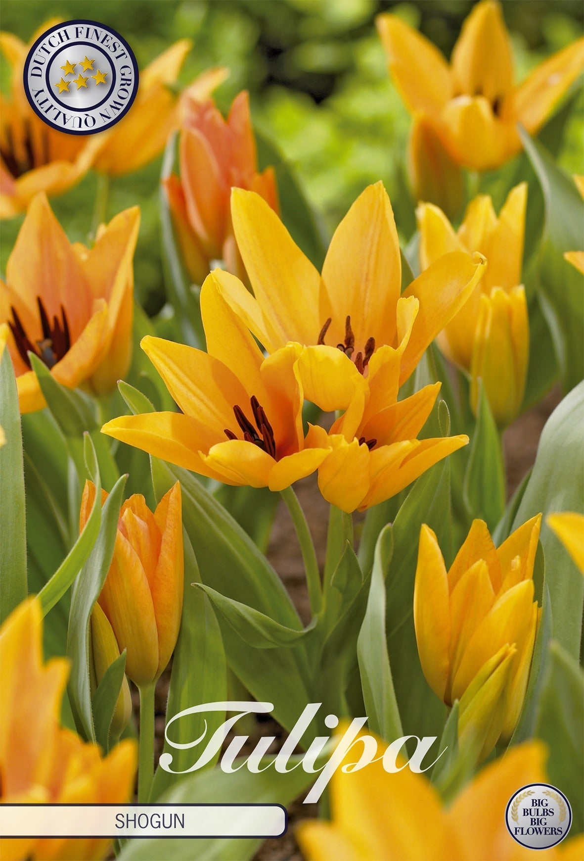 Tulipa Shogun