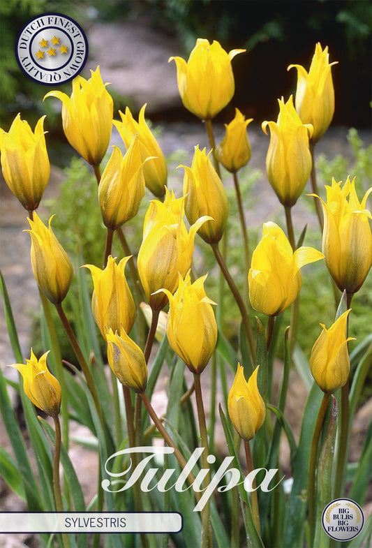 Tulipa Sylvestris