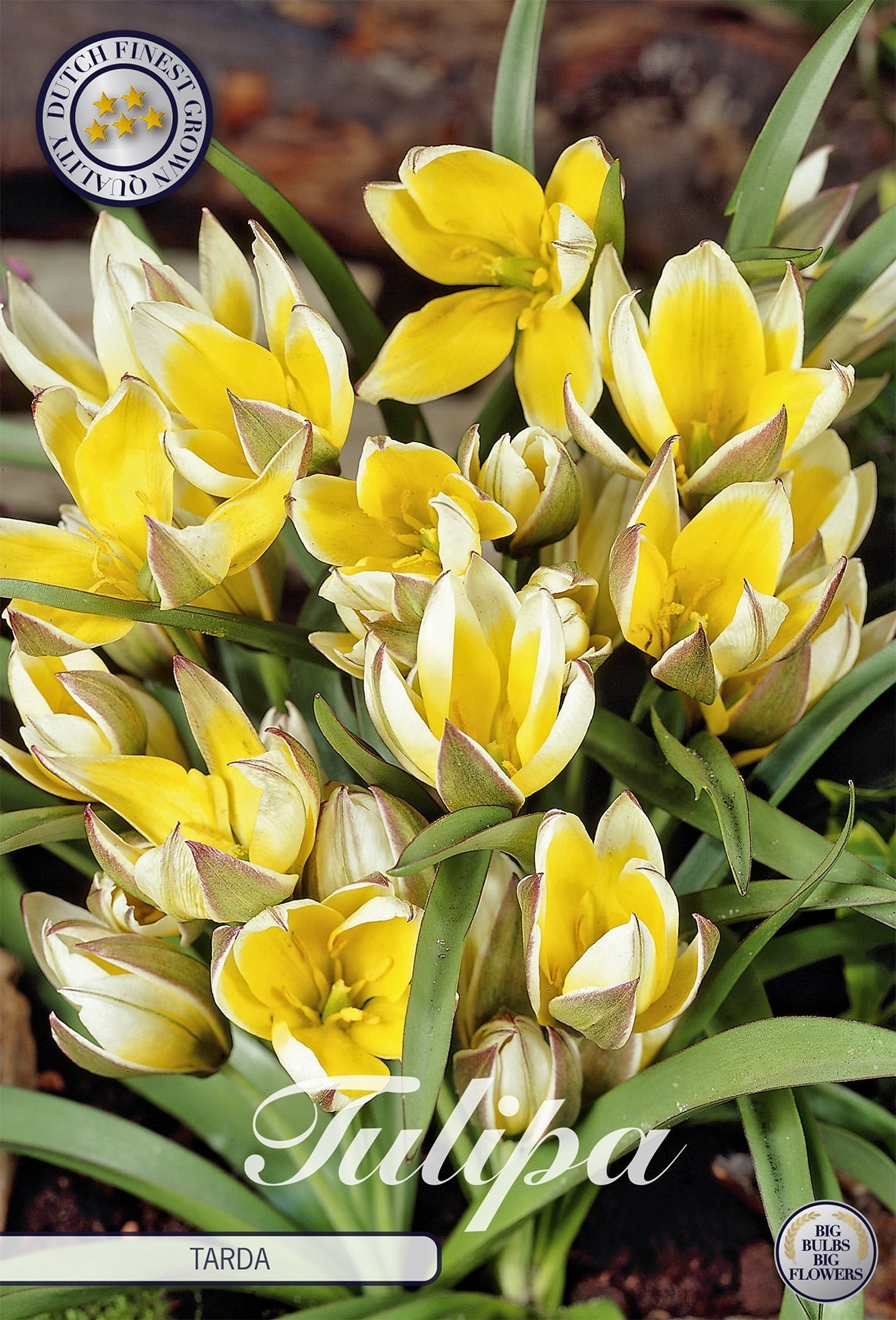 Tulipa Tarda