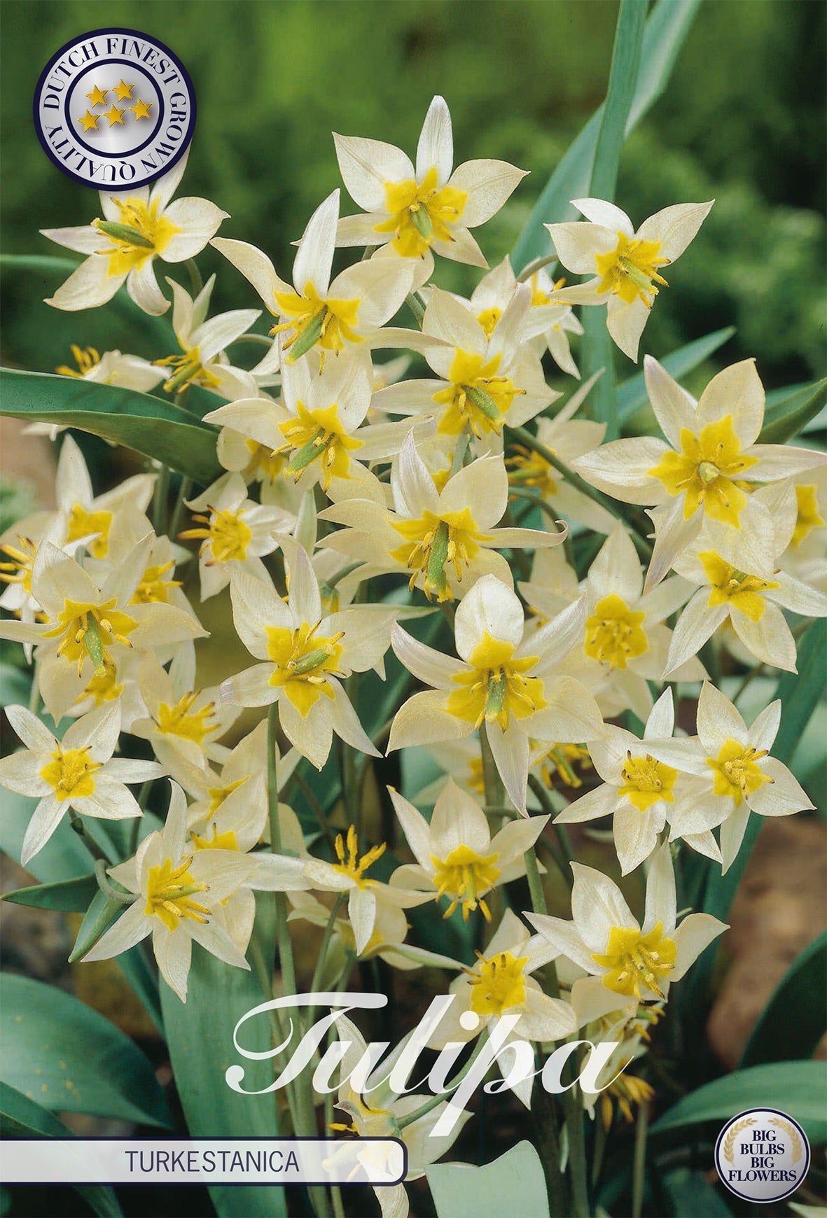 Tulipa Turkestanica
