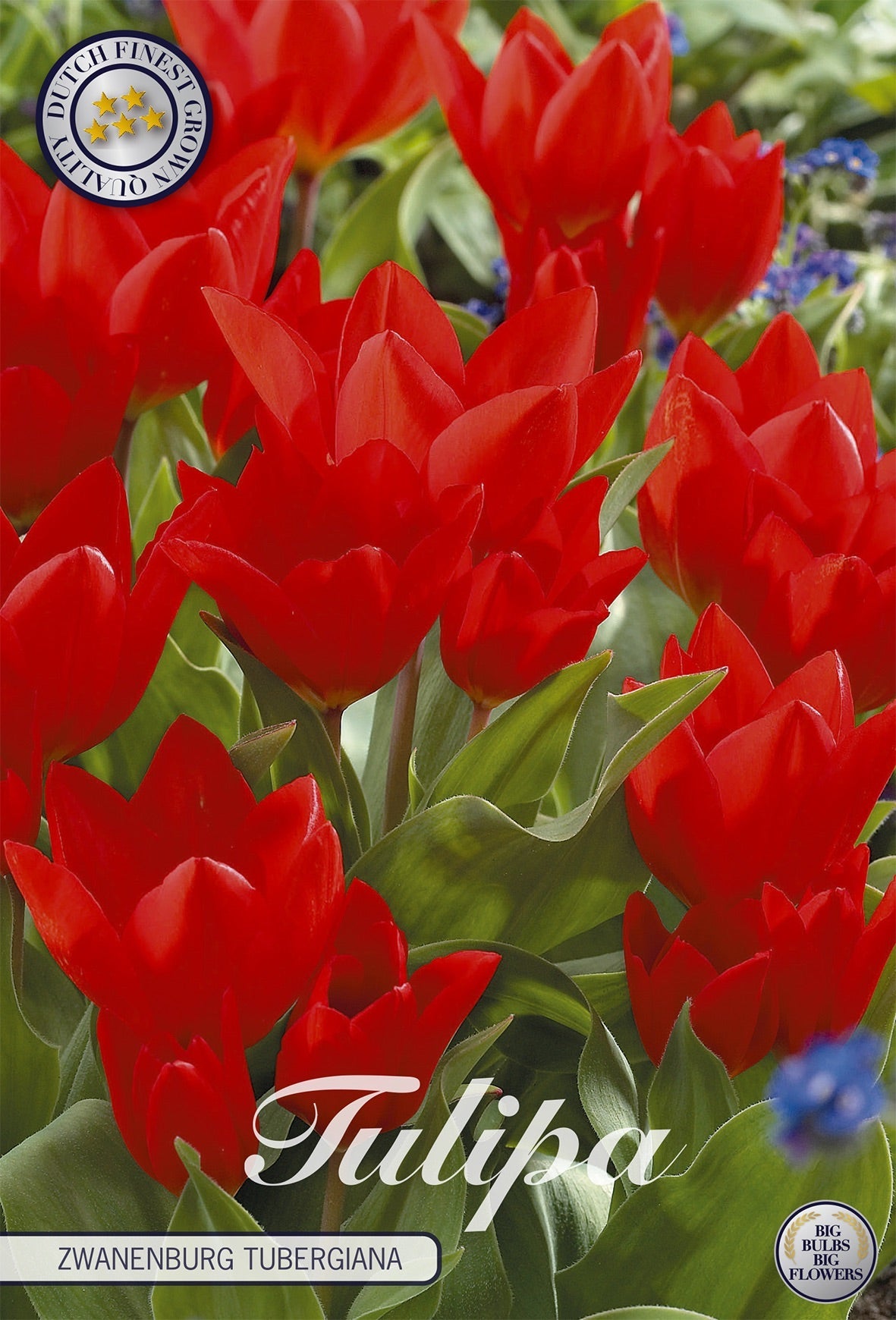 Tulipa Zwanenburg Tubergiana