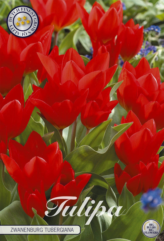 Tulipa Zwanenburg Tubergiana