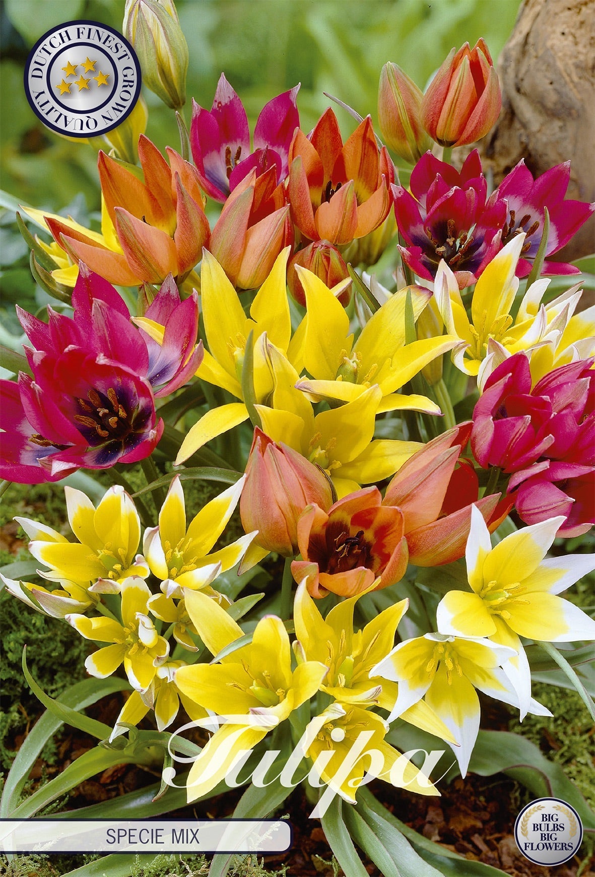 Tulipa Specie Mix