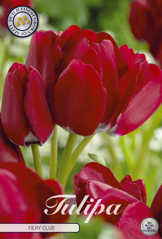 Tulipa Fiery Club