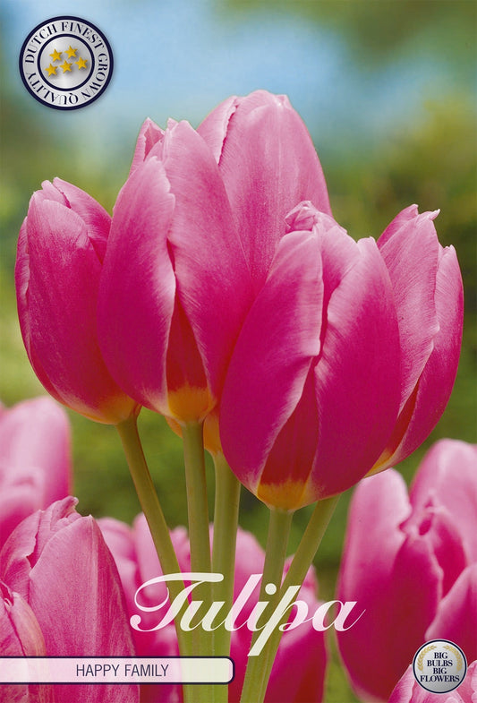 Tulipa Happy Family
