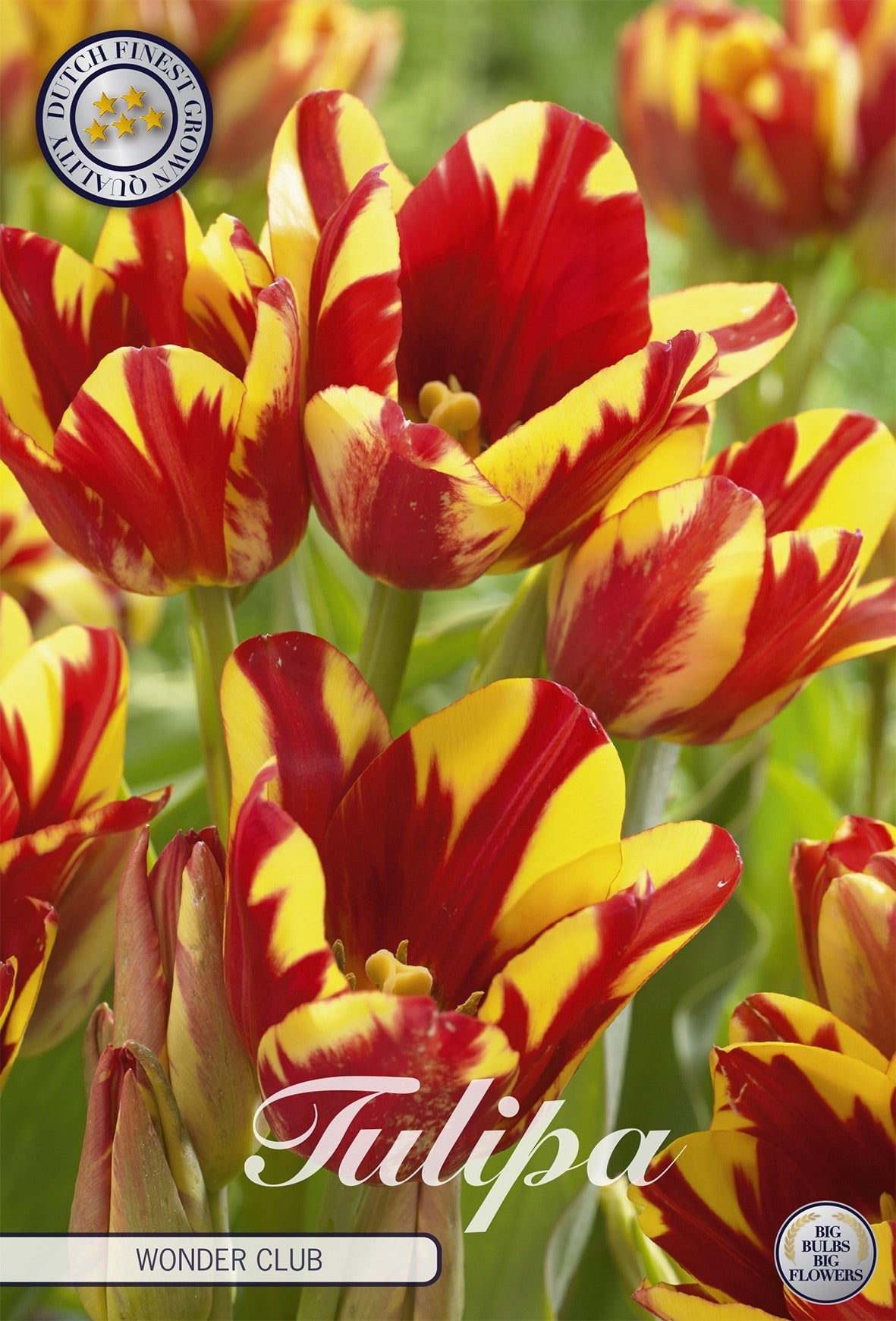 Tulipa Wonder Club