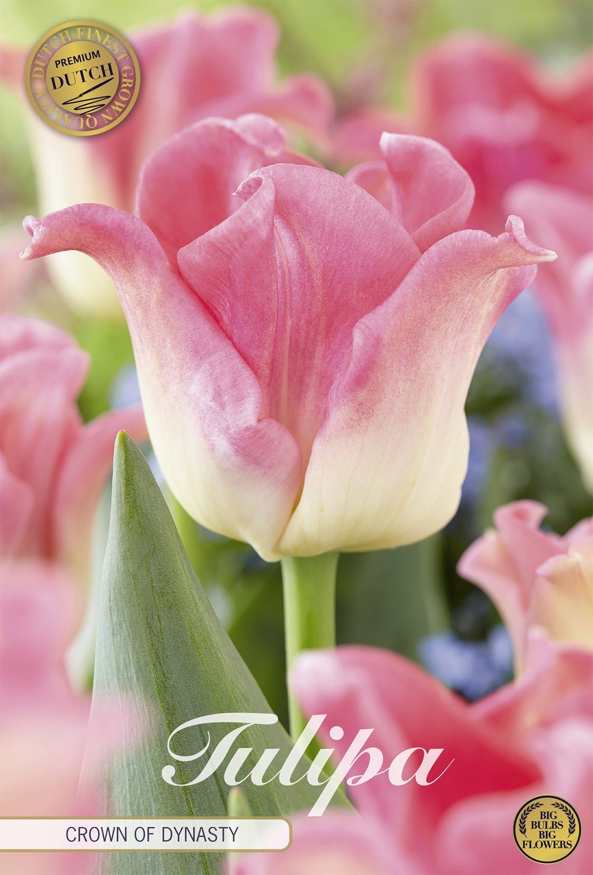 Tulipa Crown of Dynasty