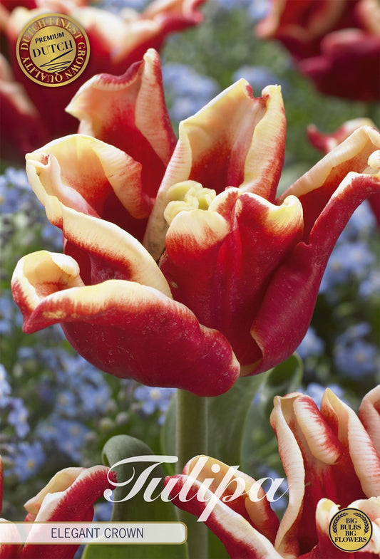 Tulipa Elegant Crown