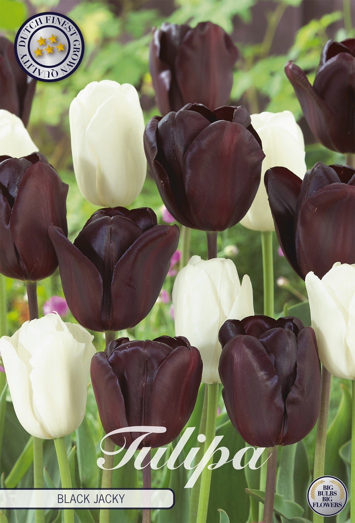 Tulipa Black Jacky