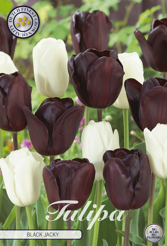 Tulipa Black Jacky