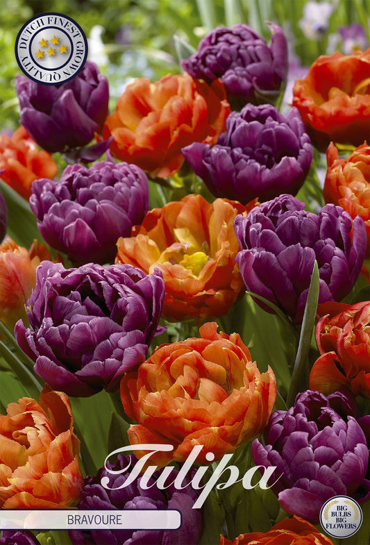 Tulipa Bravoure