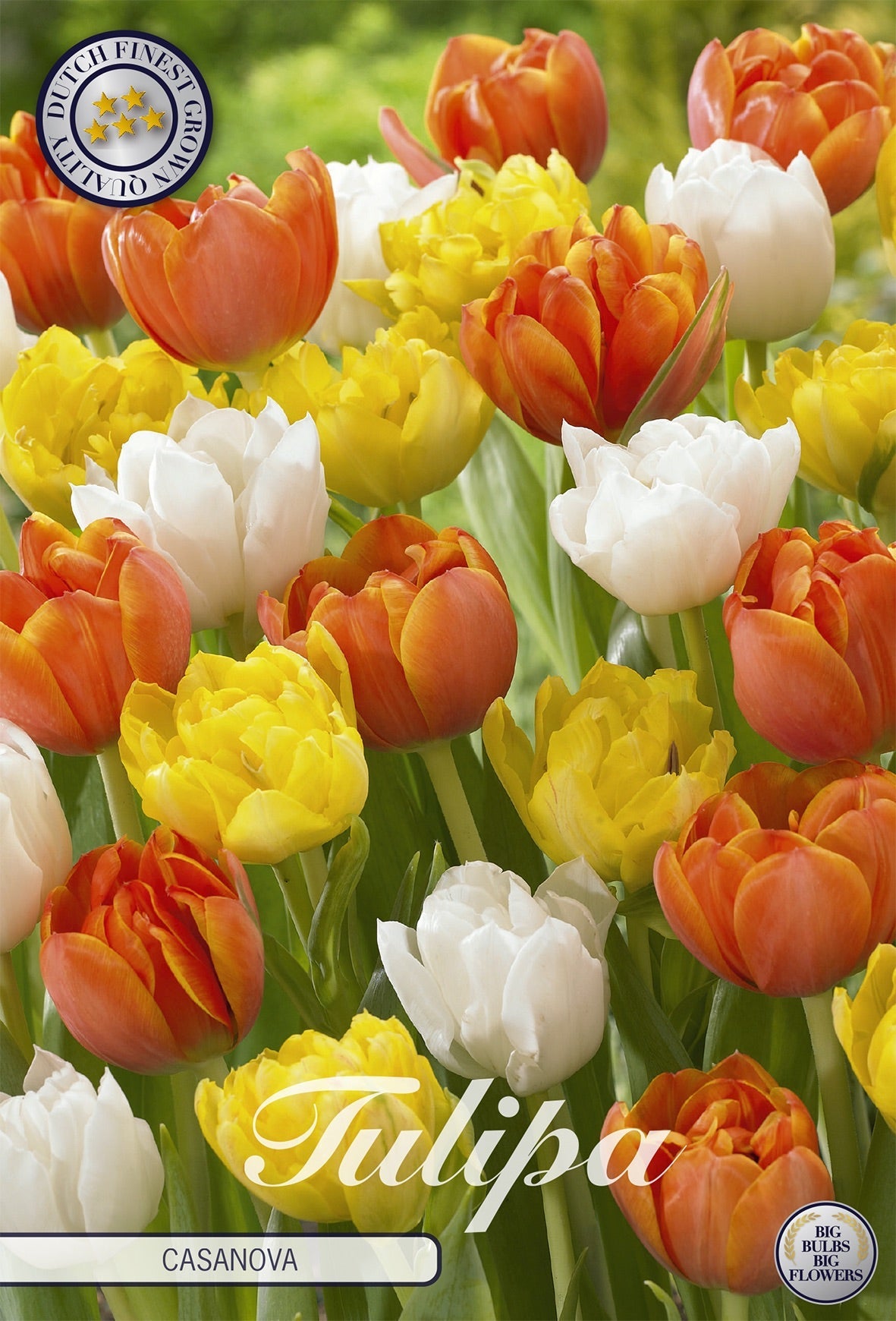 Tulipa Casanova