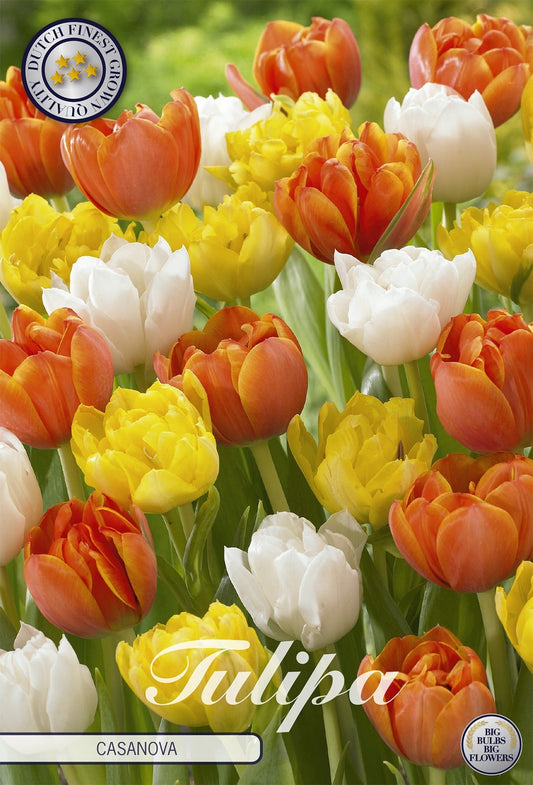 Tulipa Casanova