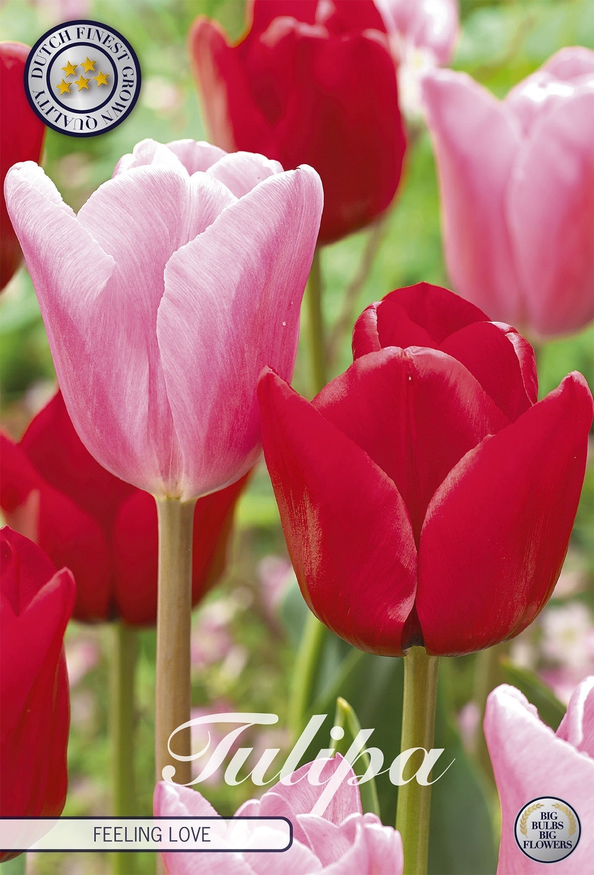Tulipa Feeling Love
