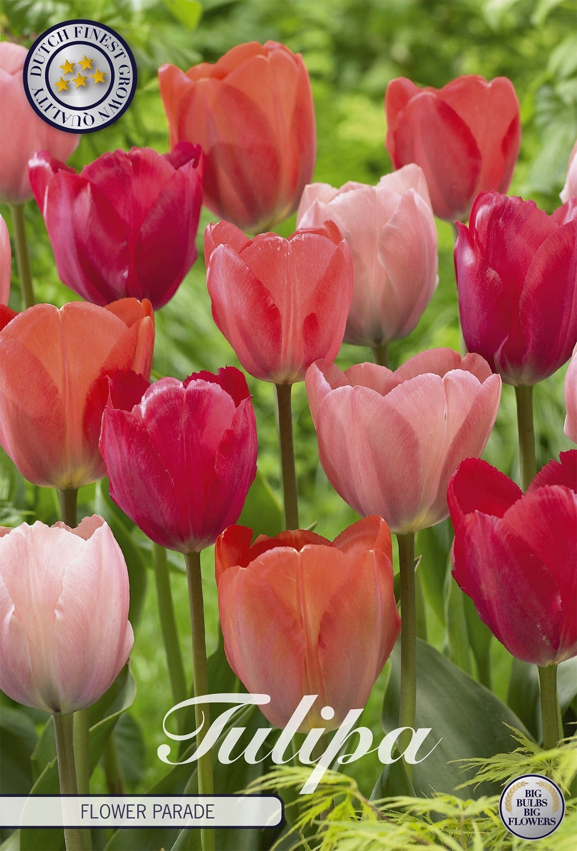 Tulipa Flower Parade