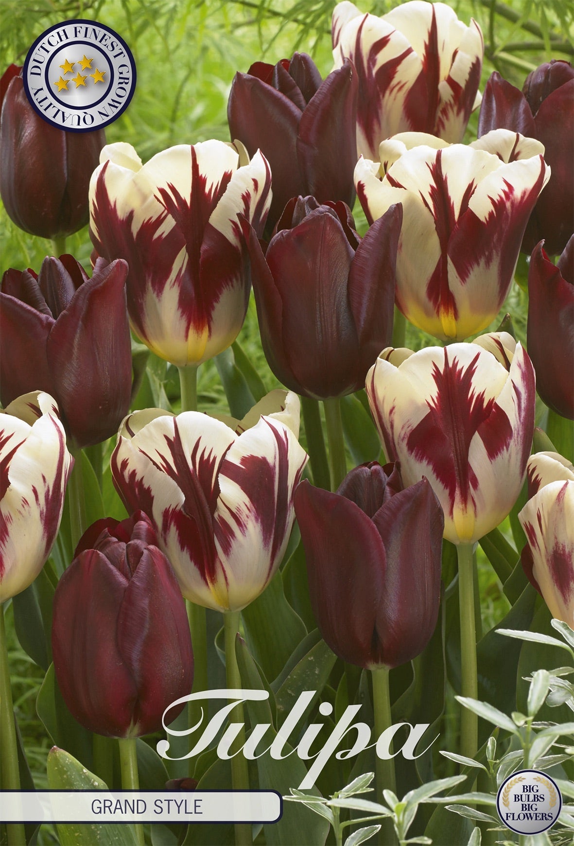 Tulipa Grand Style