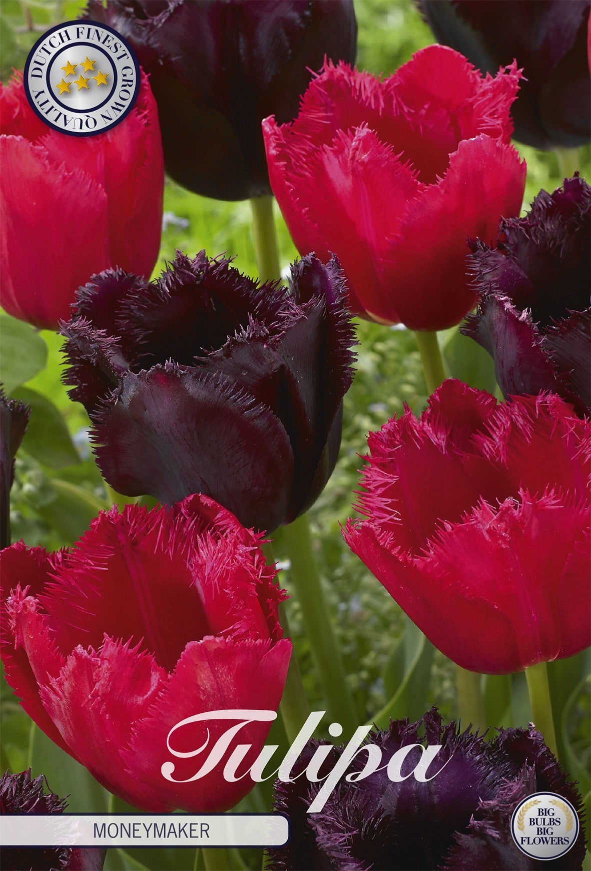 Tulipa Moneymaker