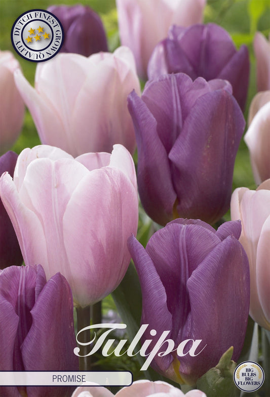 Tulipa Promise