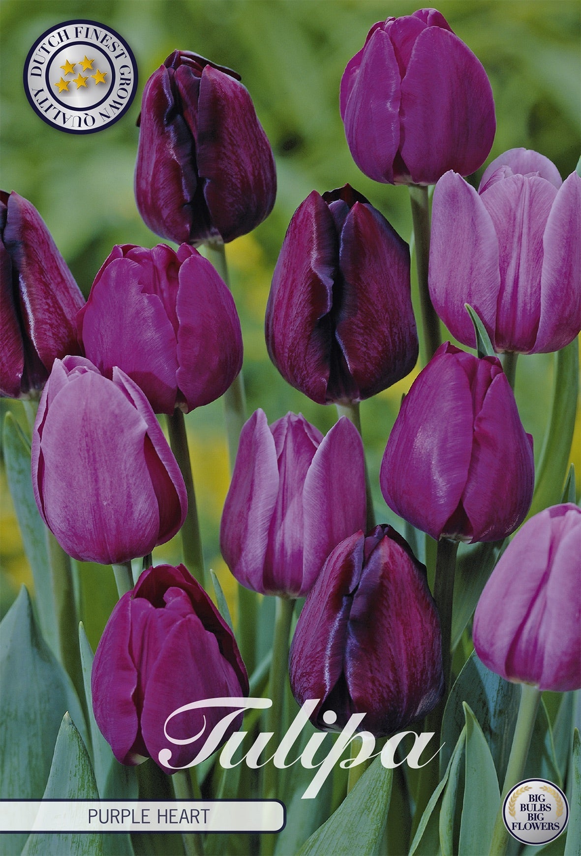Tulipa Purple Heart