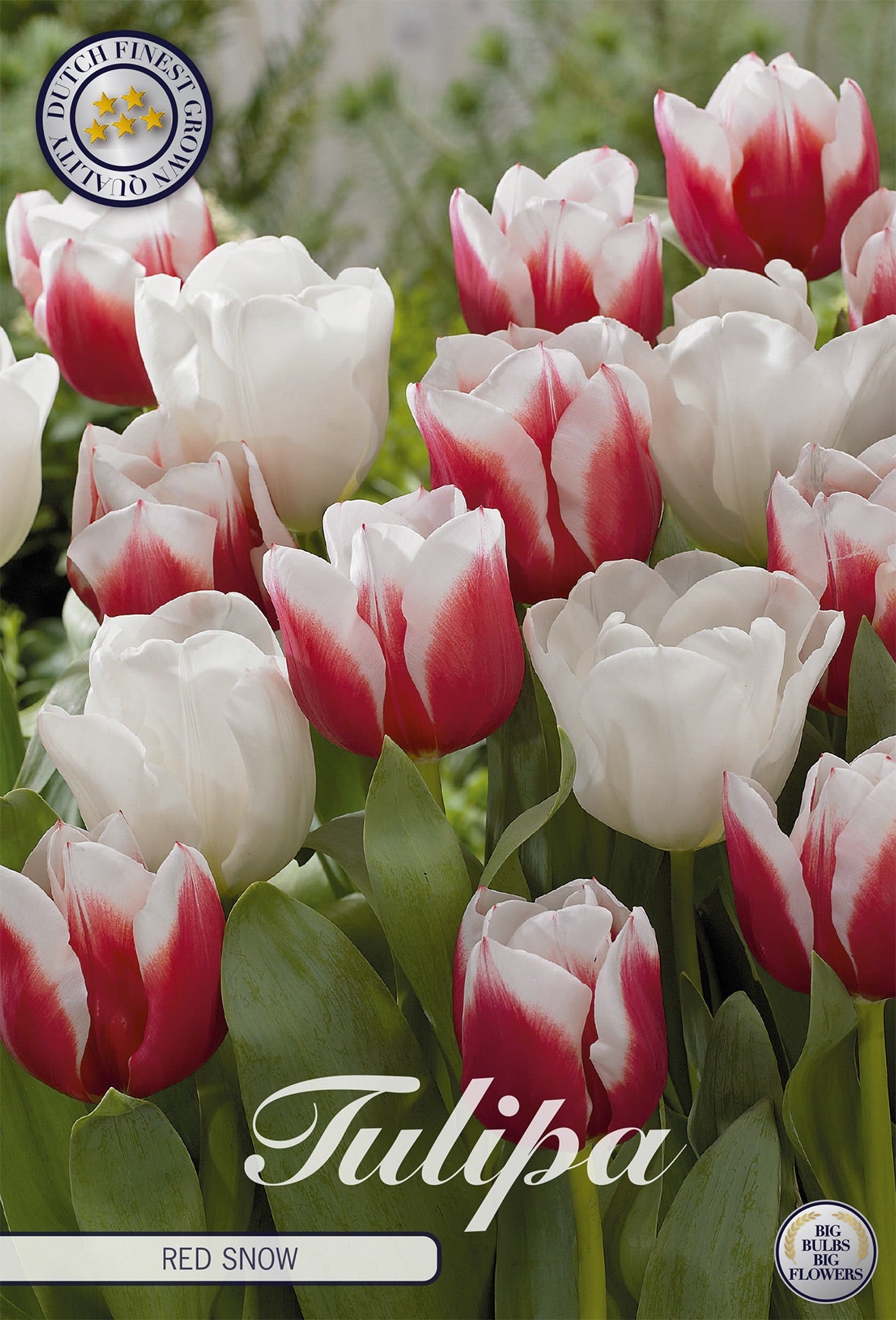 Tulipa Red Snow