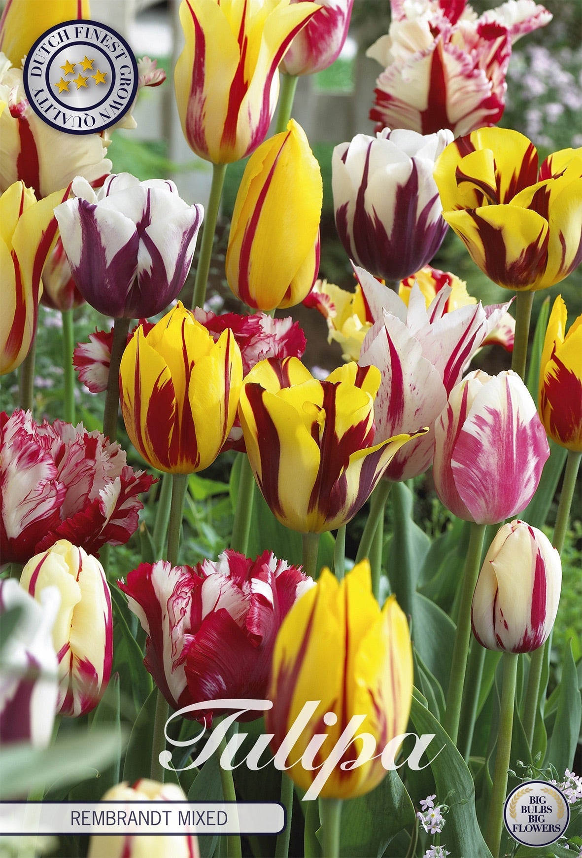 Tulipa Rembrandt Mixed