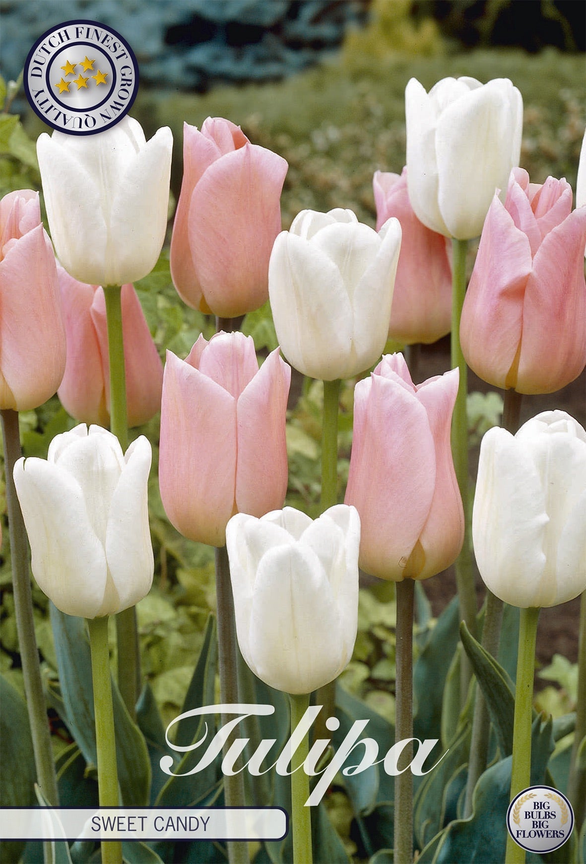 Tulipa Sweet Candy