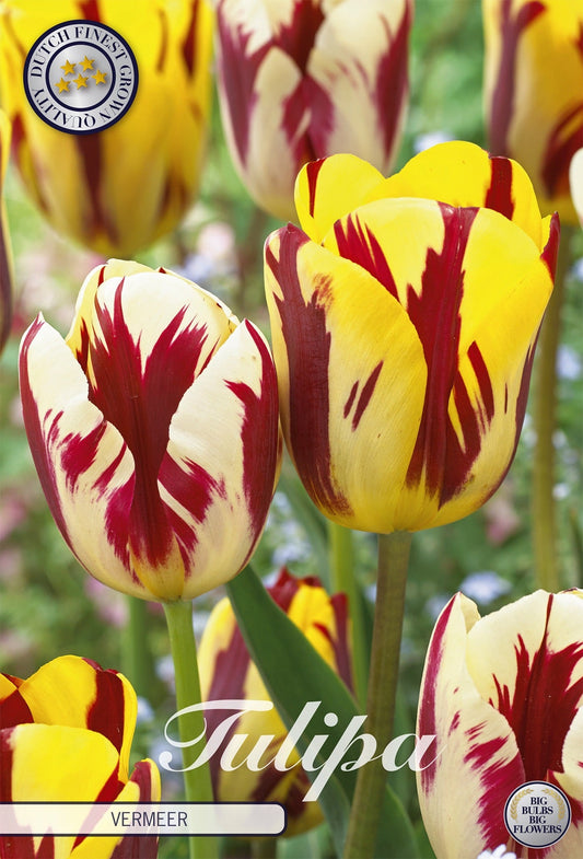 Tulipa Vermeer