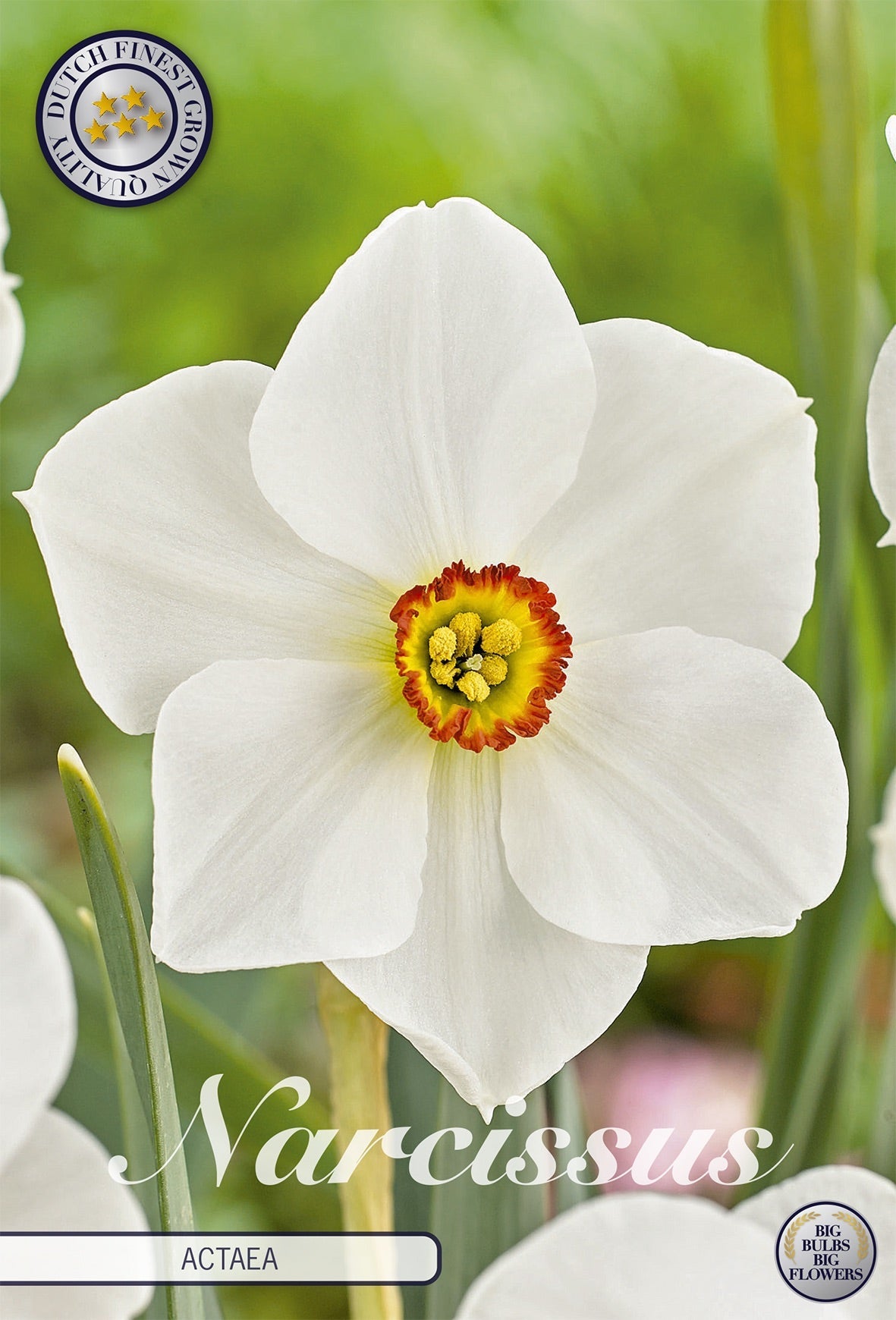Narcissus Actaea