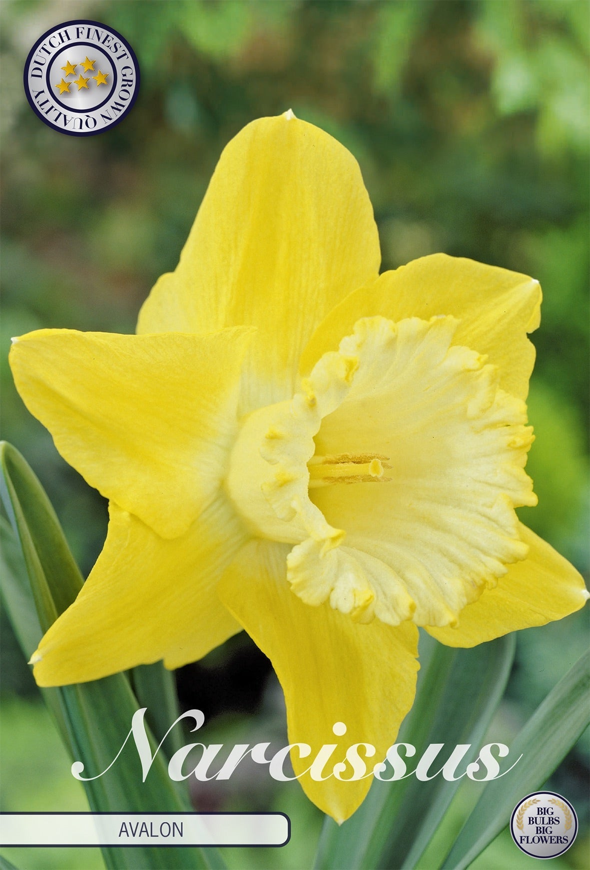 Narcissus Avalon